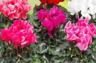 Яка форма листя у цикламена і як правильно доглядати за ним?