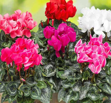 Яка форма листя у цикламена і як правильно доглядати за ним?