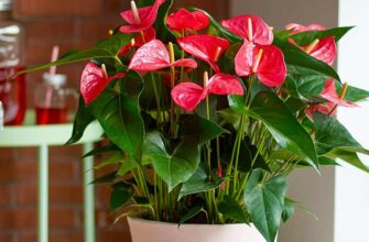 Чи безпечно розмістити антуріум у воді: поради з догляду за рослиною