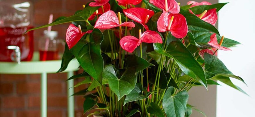 Чи безпечно розмістити антуріум у воді: поради з догляду за рослиною