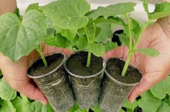 Коли саме варто садити огірки на розсаду: вибір ідеального місяця