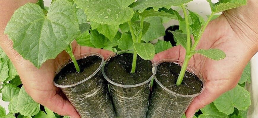 Коли саме варто садити огірки на розсаду: вибір ідеального місяця