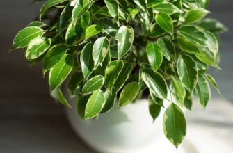 Оптимальний місяць для пересадки фікусу: коли краще це зробити?
