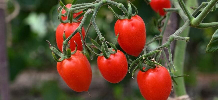 Ідеальні дати для висадки помідорів у відкритий ґрунт у травні 2023 року