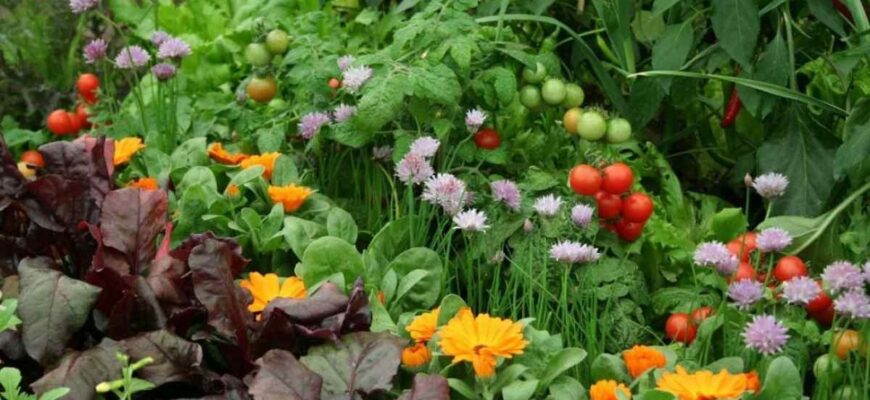 Що вирощувати поряд з ірисами: кращі сусіди для вашого саду