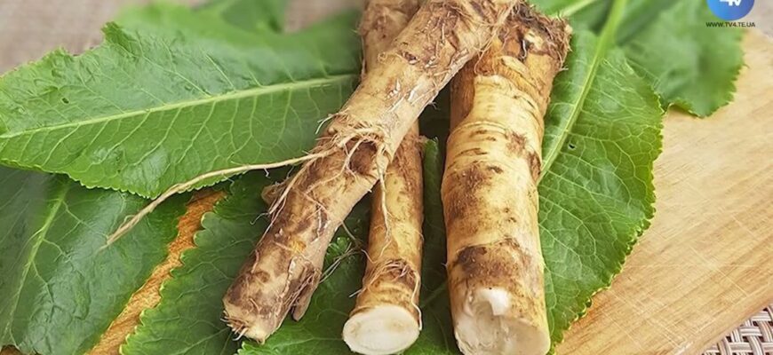 Чи дозволено копати хрін навесні: поради та рекомендації для садівників