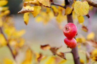 Догляд за плодовими деревами восени: ключові рекомендації та поради