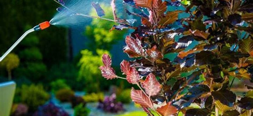 Чи варто поливати недавно висаджені дерева восени: поради експертів