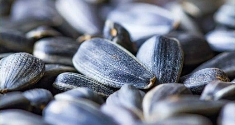 Чи можна їсти насіння соняшника при цукровому діабеті: поради лікарів