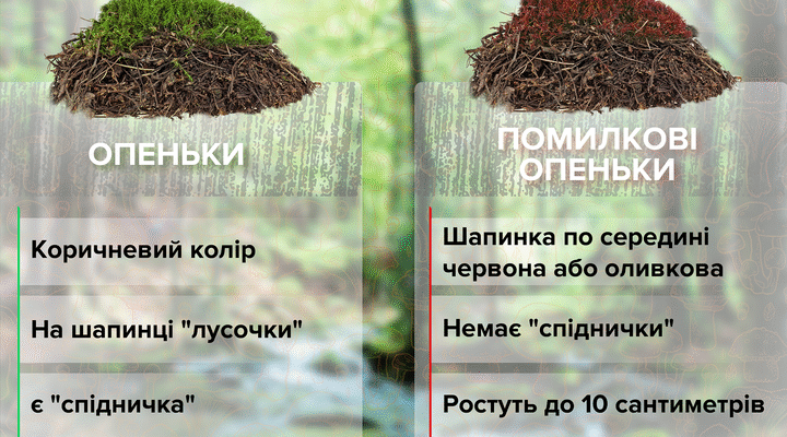 Як безпечно відрізнити їстівні гриби від небезпечних отруйних видів