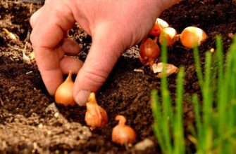 Оптимальні терміни посадки цибулі восени: коли садити на зиму?