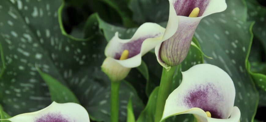 Коли і як правильно викопувати цибулини кали: поради та терміни