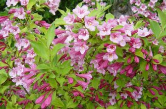 Чи безпечно і ефективно підживлювати вейгелу сечовиною: поради та рекомендації