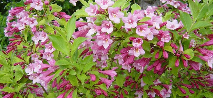 Чи безпечно і ефективно підживлювати вейгелу сечовиною: поради та рекомендації