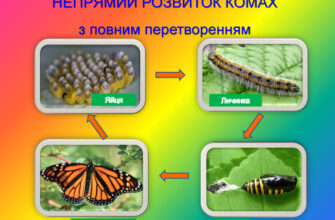 Для кого характерний прямий розвиток: детальний аналіз і пояснення