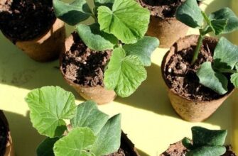 Як відрізнити огірки від кабачків: прості поради експертів агрономії