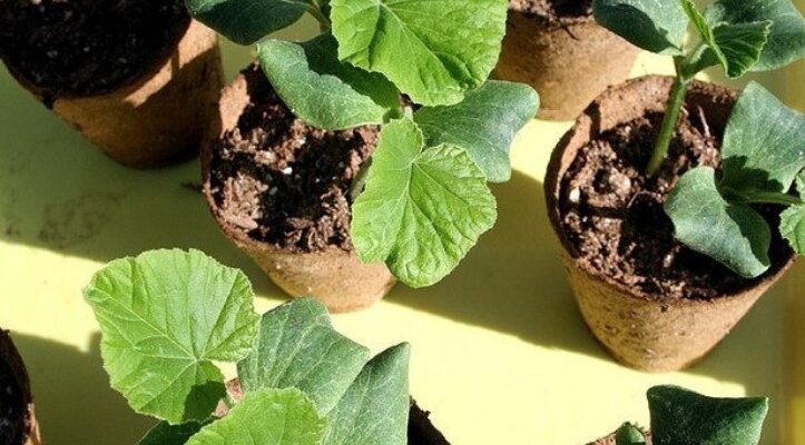 Як відрізнити огірки від кабачків: прості поради експертів агрономії