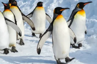 Цікаві та захоплюючі факти про пінгвінів для допитливих дітлахів