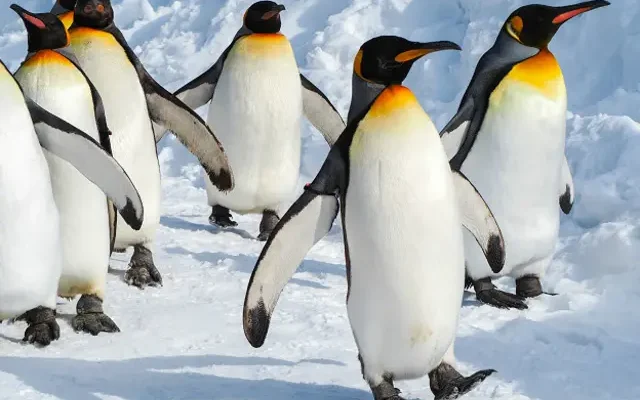 Цікаві та захоплюючі факти про пінгвінів для допитливих дітлахів