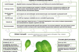 5 переваг салату: яка користь для вашого здоров’я та фігури