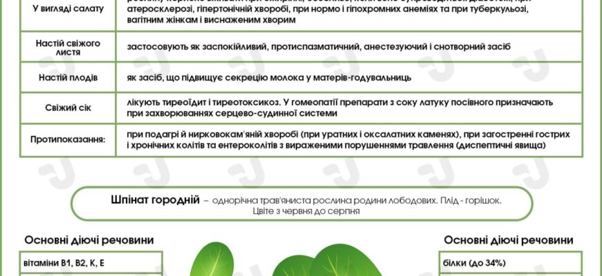 5 переваг салату: яка користь для вашого здоров’я та фігури