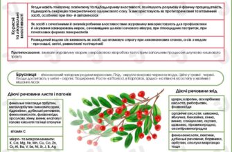 “Чим корисна журавлина: головні переваги для вашого здоров’я”