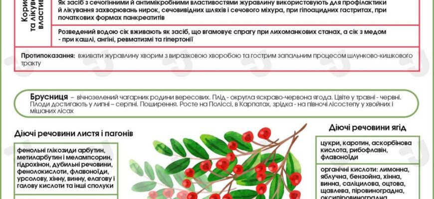 “Чим корисна журавлина: головні переваги для вашого здоров’я”
