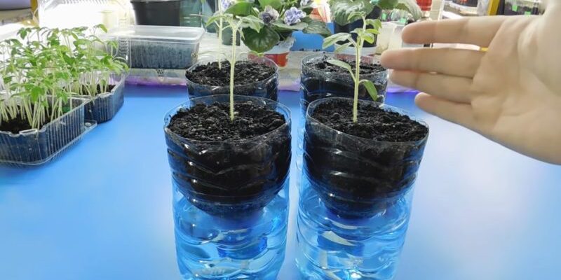 Оптимальний посібник: вирощування розсади в пластикових пляшках