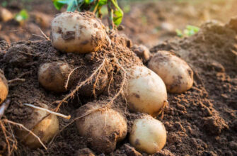 Скільки кущів картоплі варто висаджувати на один квадратний метр?