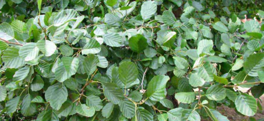 Як відрізнити дерево від чагарнику: поради для визначення рослин