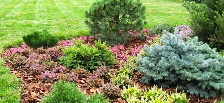 Види мульчі: як обрати ідеальний варіант для вашого саду