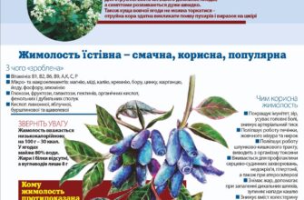 Ефективні способи вкорінення жимолості: Чи можливо з гілочки?