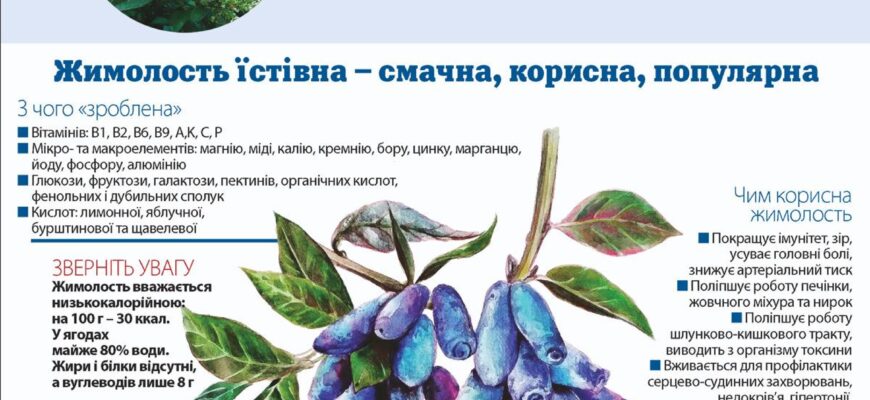 Ефективні способи вкорінення жимолості: Чи можливо з гілочки?