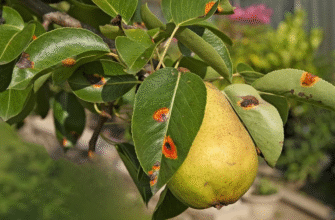 Ефективні засоби для обробки груші від іржі у червні: поради садівникам