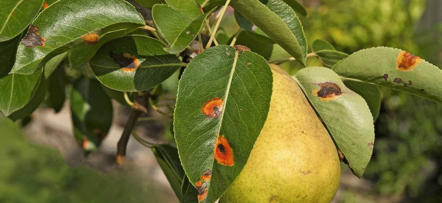 Ефективні засоби для обробки груші від іржі у червні: поради садівникам