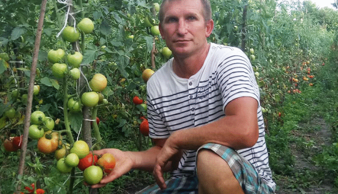 Скільки помідор можна зібрати з одного куща: середні показники врожайності