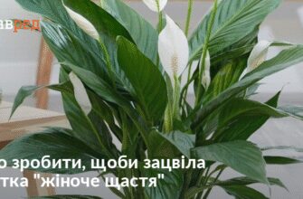 Як зрозуміти, що ваш спатіфілум готовий розквітнути: поради для догляду