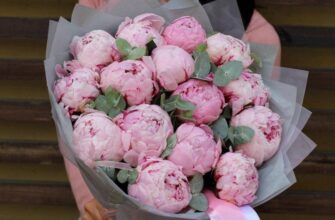 Де краще зберігати півонії: поради для довготривалого збереження квітів