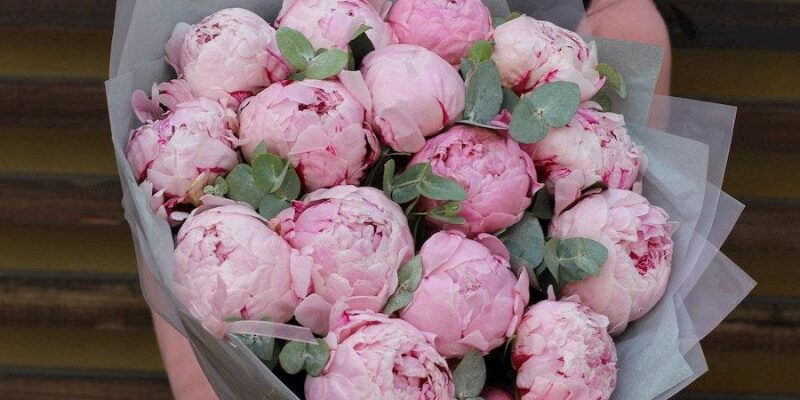 Де краще зберігати півонії: поради для довготривалого збереження квітів