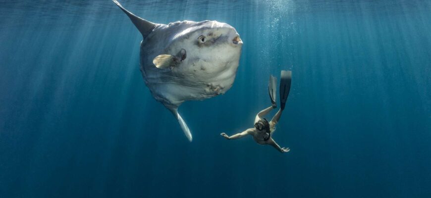 Загадка фауни: яка тварина вважається найбільш дурною у світі?