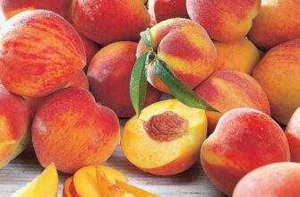 Чи безпечно вживати насіння персика: користь та можливі ризики