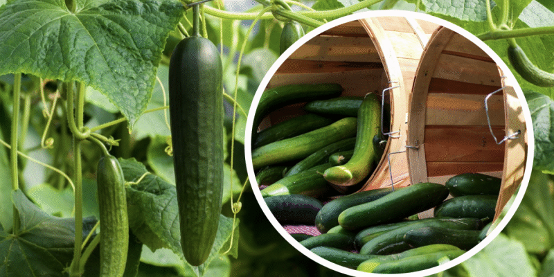 Ідеальні сусіди для ісопу: що посадити поруч для кращого росту