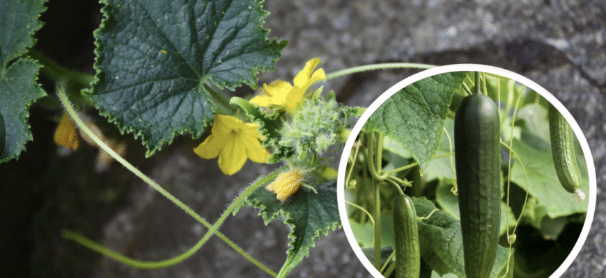 Чи можна обробити огірки борною кислотою: поради та рекомендації