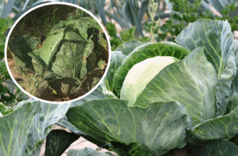 Оцет для капусти: безпечність та ефективність обробки овочів