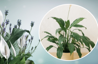 Як ефективно підживити спатифілум для пишного та тривалого цвітіння