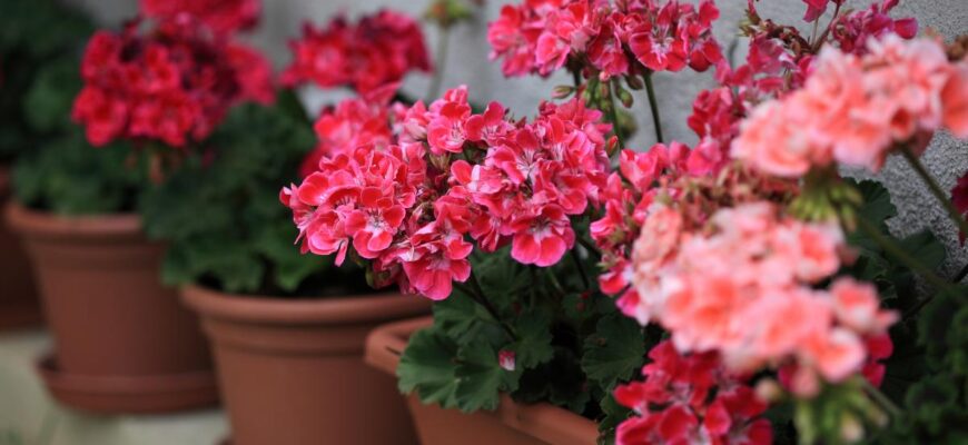 Герань у будинку: символіка та енергетичний вплив рослини