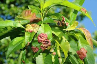 Ефективні методи боротьби з курчавістю листя персика: Покрокова інструкція