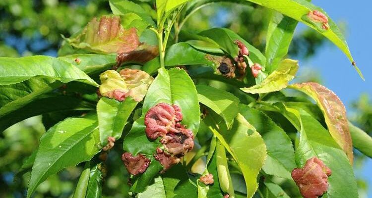 Ефективні методи боротьби з курчавістю листя персика: Покрокова інструкція