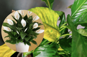 Обрізка кінчиків листя у жіночого щастя: можливі ризики та поради