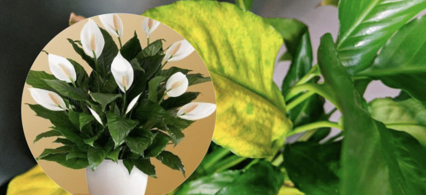 Обрізка кінчиків листя у жіночого щастя: можливі ризики та поради